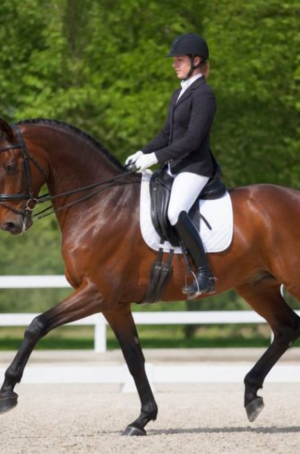 Chevaux de dressage : comprendre leurs caractéristiques, leur entraînement et leur équipement