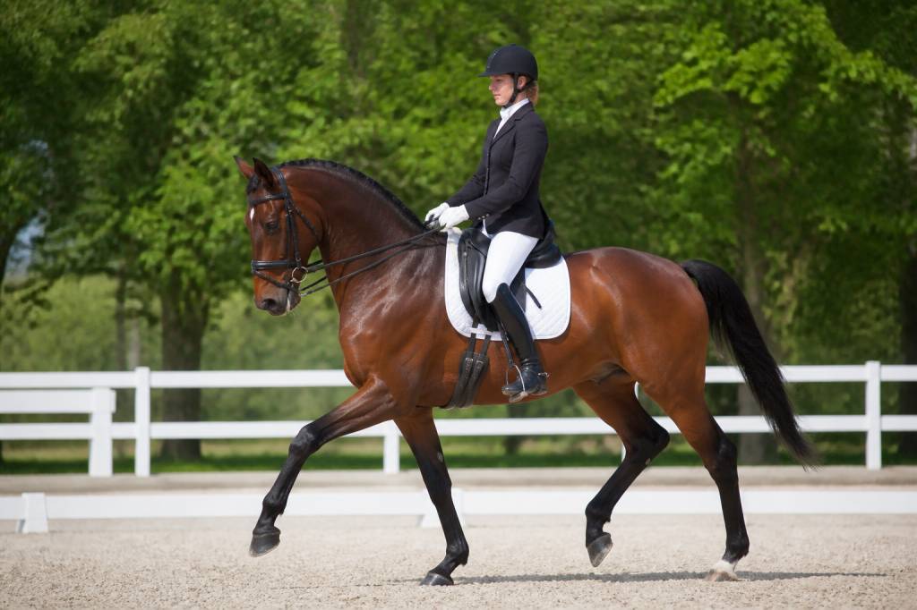 Chevaux de dressage : comprendre leurs caractéristiques, leur entraînement et leur équipement