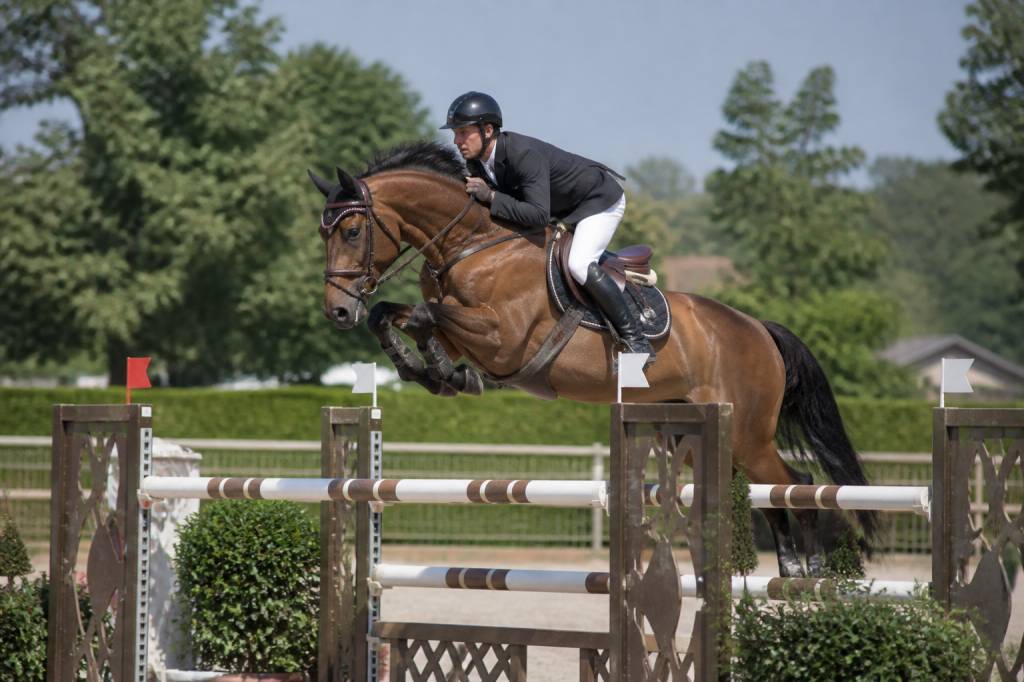 Chevaux de sport belgique : élevage, sélection et performances en compétition