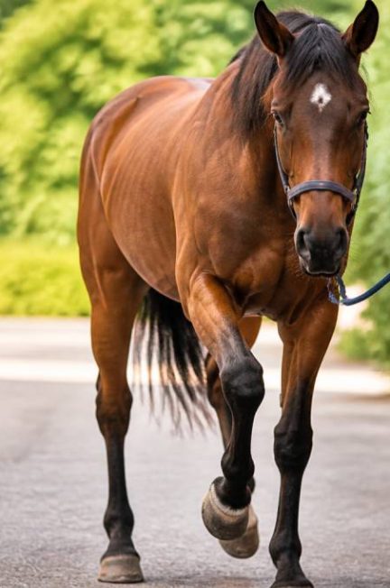 Boiterie antérieur cheval : causes, signes et traitements possibles