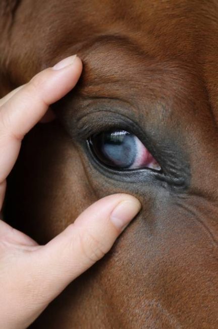 Cheval uvéite : comprendre cette maladie oculaire du cheval