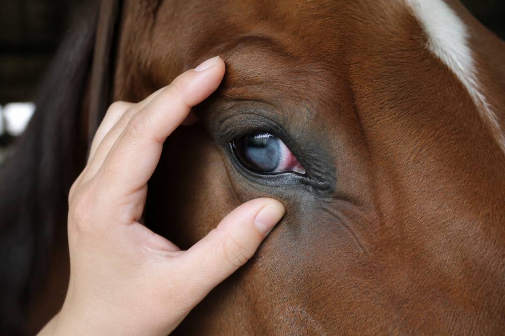 Cheval uvéite : comprendre cette maladie oculaire du cheval