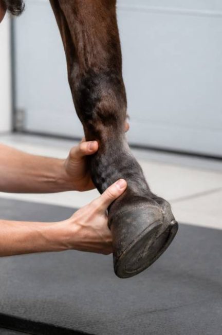 Bascule phalange cheval : comprendre ce phénomène pour mieux préserver la locomotion du cheval