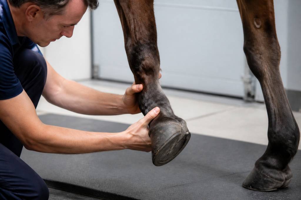 Bascule phalange cheval : comprendre ce phénomène pour mieux préserver la locomotion du cheval