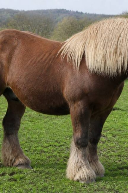 Cheval de trait : races les plus connues et leurs caractéristiques