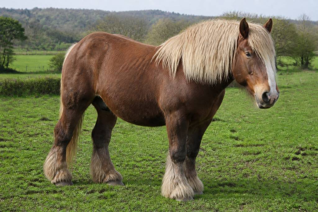 Cheval de trait : races les plus connues et leurs caractéristiques
