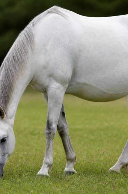 Cheval estomac : comprendre les troubles digestifs et protéger sa santé