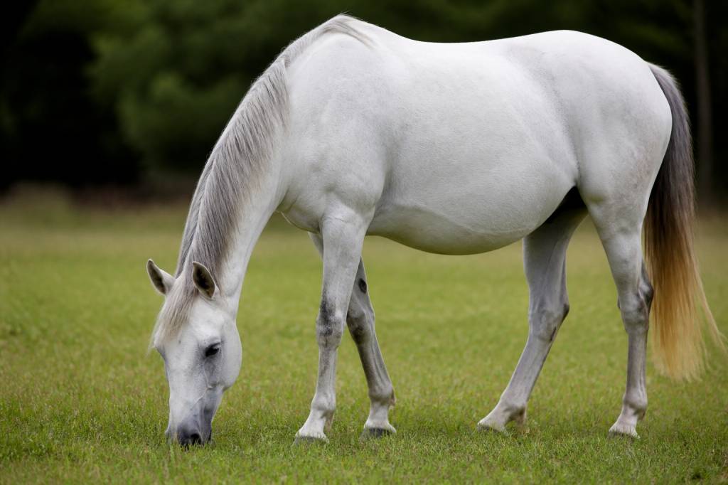 Cheval estomac : comprendre les troubles digestifs et protéger sa santé
