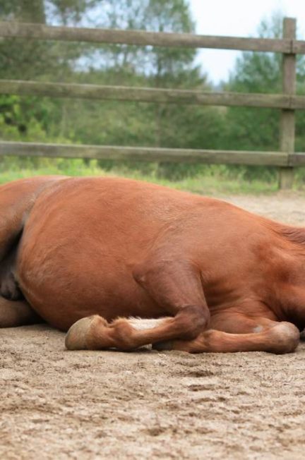 Cheval couché : causes, signification et comportement à connaître
