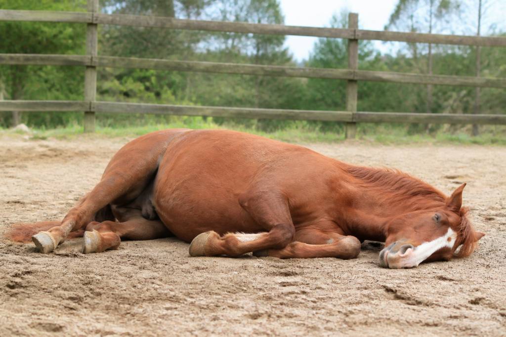 Cheval couché : causes, signification et comportement à connaître