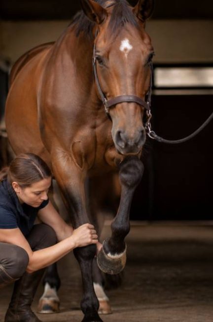 Boiterie cheval : causes, symptômes et solutions pour agir rapidement