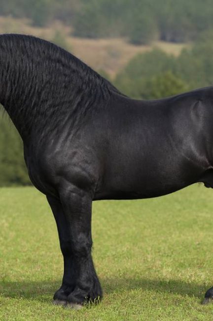 Cheval de trait noir : caractéristiques, races et conseils d’élevage