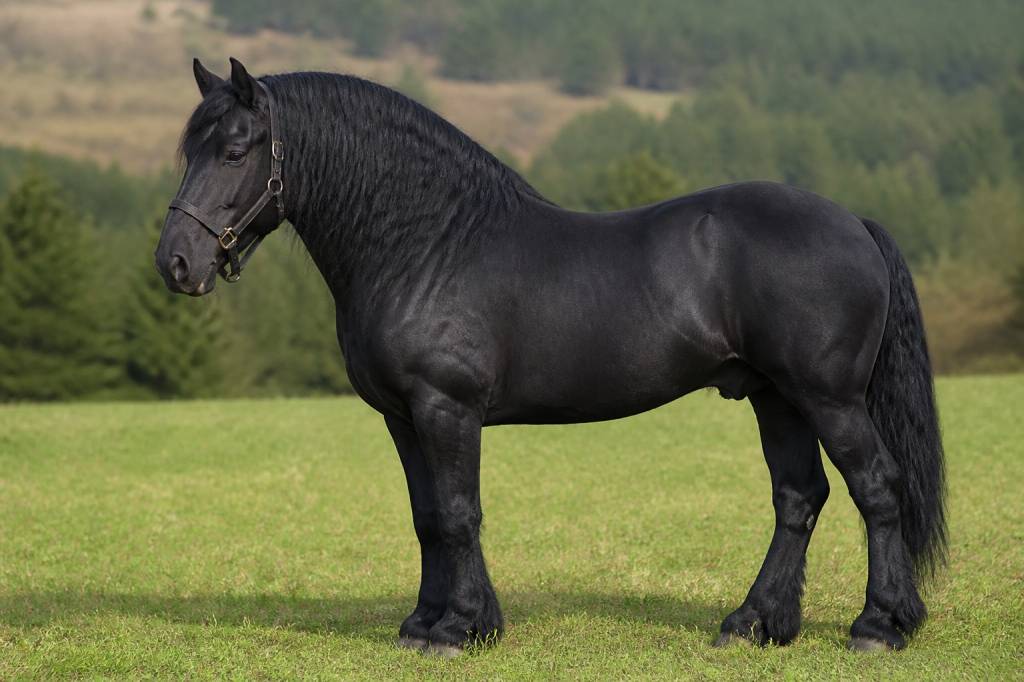 Cheval de trait noir : caractéristiques, races et conseils d’élevage