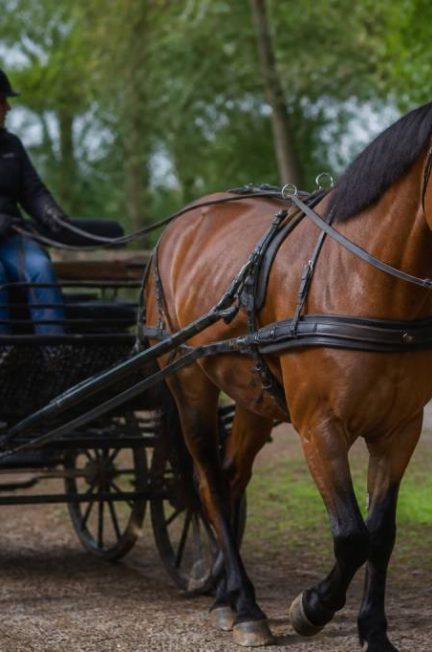 Chevaux attelage : guide complet pour bien choisir, équiper et atteler son cheval