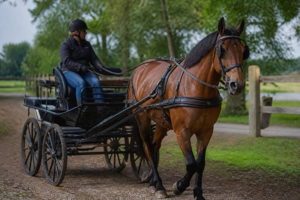 Chevaux attelage : guide complet pour bien choisir, équiper et atteler son cheval