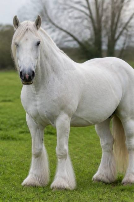 Cheval irlandais : origines, caractéristiques et conseils pour bien le choisir