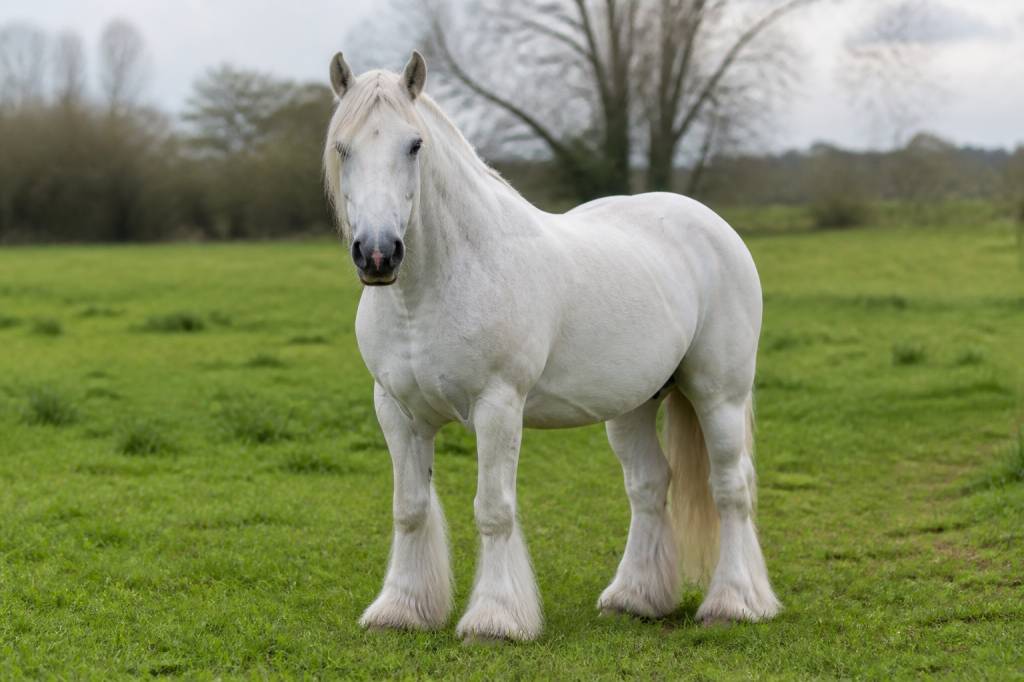 Cheval irlandais : origines, caractéristiques et conseils pour bien le choisir