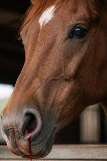Cheval qui saigne du nez : causes, gestes à faire et quand consulter le vétérinaire