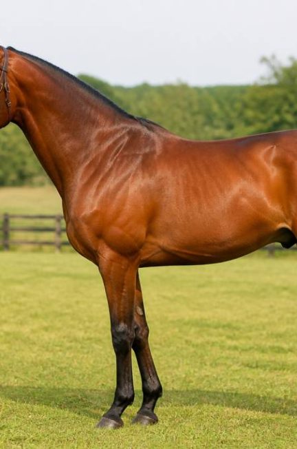 Chevaux anglais : caractéristiques, races et conseils pour bien les choisir
