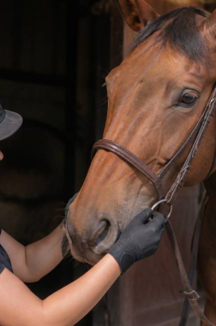 Muserol : bien choisir et utiliser cet équipement d’équitation