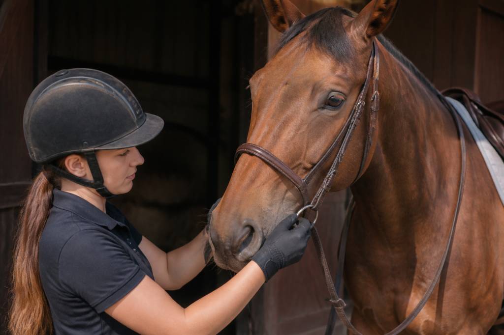 Muserol : bien choisir et utiliser cet équipement d’équitation