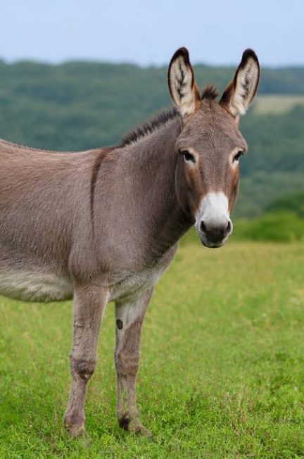 Âne race : caractéristiques, origines et conseils pour bien le choisir