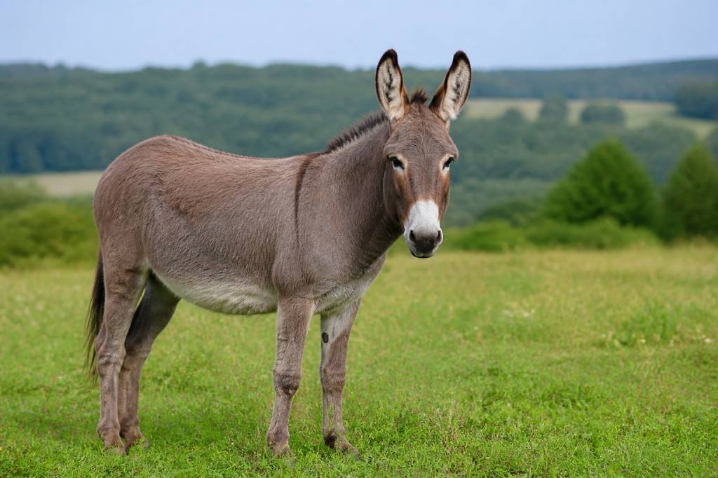 Âne race : caractéristiques, origines et conseils pour bien le choisir
