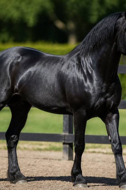 Cheval noir : quelle race choisir pour un cheval d’exception ?