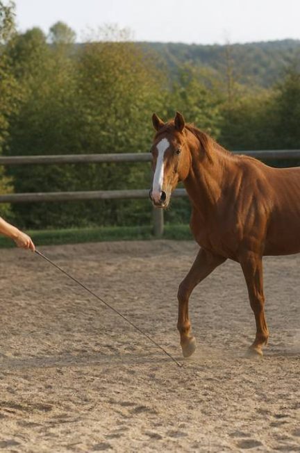 Join up : comprendre cette méthode de communication avec le cheval