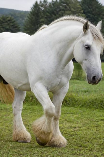 Cheval de trait blanc : caractéristiques, races et conseils d’élevage