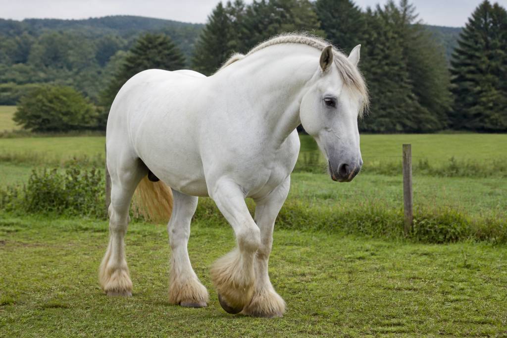 Cheval de trait blanc : caractéristiques, races et conseils d’élevage