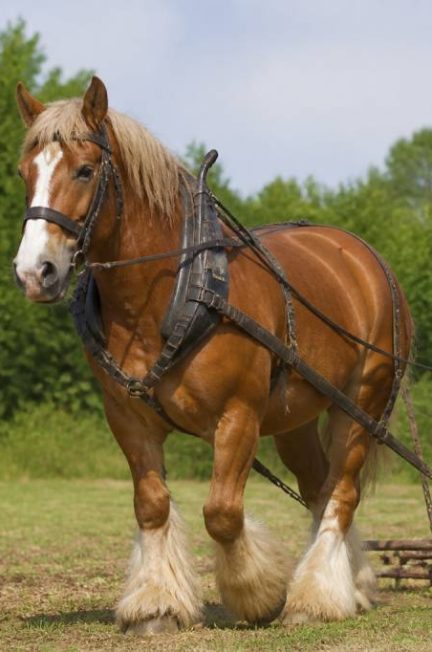 Cheval de trait : espèces représentatives et caractéristiques des principales races