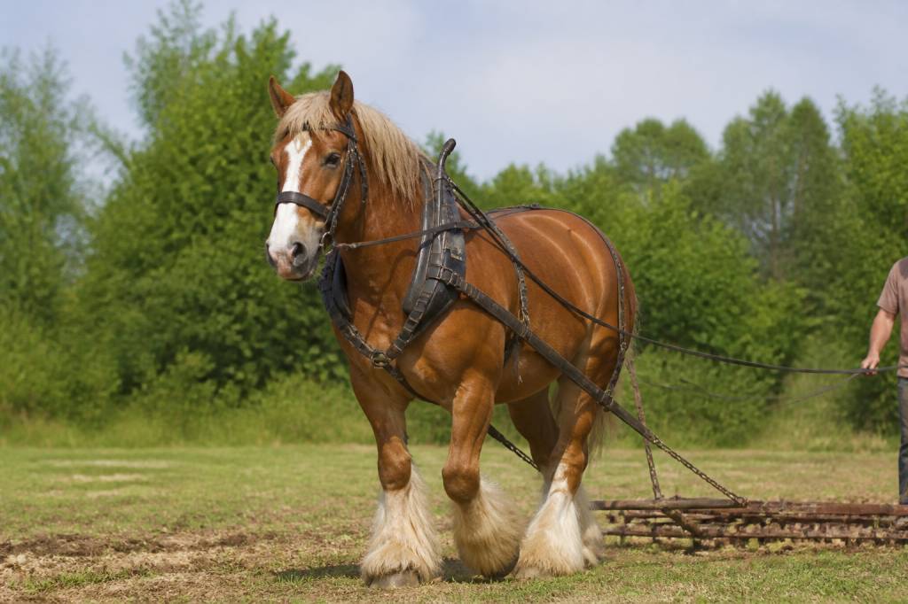 Cheval de trait : espèces représentatives et caractéristiques des principales races