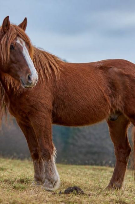 Cheval poil long : conseils d’entretien et soins adaptés