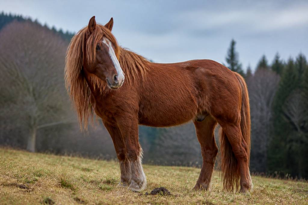 Cheval poil long : conseils d’entretien et soins adaptés
