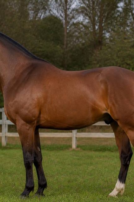 Cheval allemand : races, caractéristiques et conseils pour bien le choisir