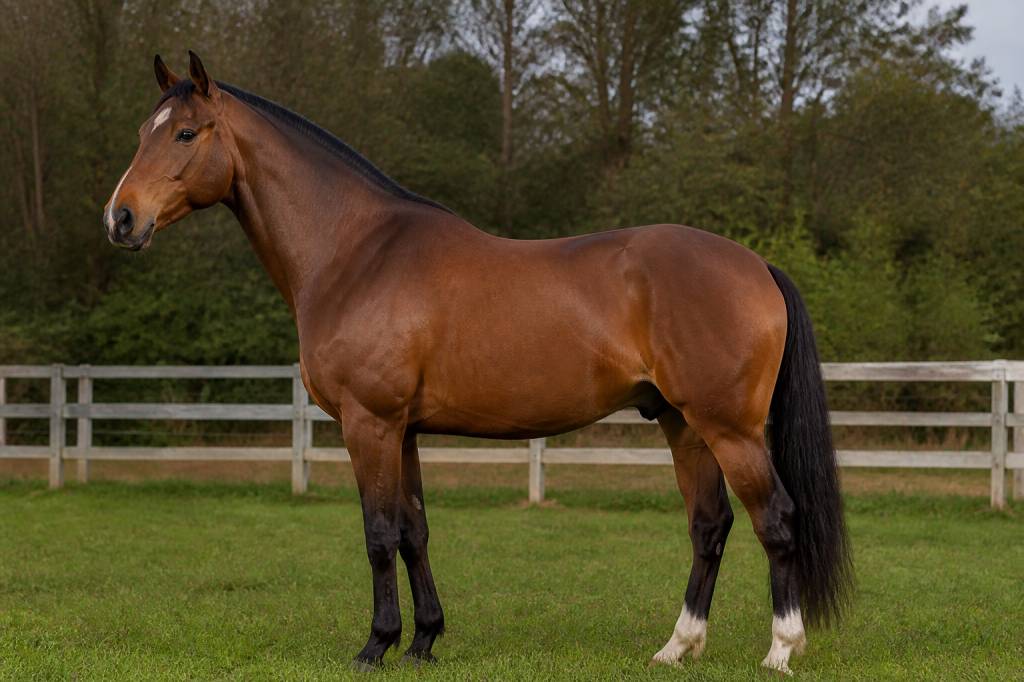 Cheval allemand : races, caractéristiques et conseils pour bien le choisir