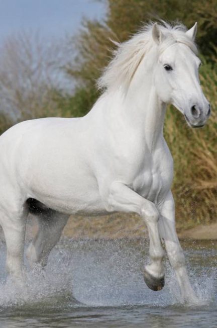 Des chevaux blancs : races, caractéristiques et conseils d’entretien