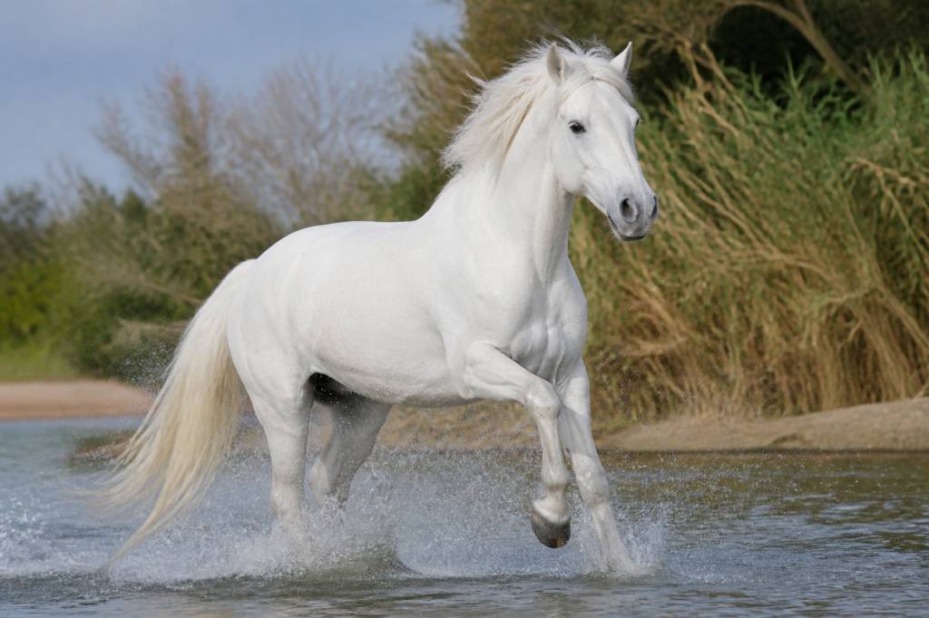 Des chevaux blancs : races, caractéristiques et conseils d’entretien