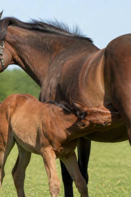 Cheval période de gestation : durée, étapes et conseils pour suivre la jument gestante