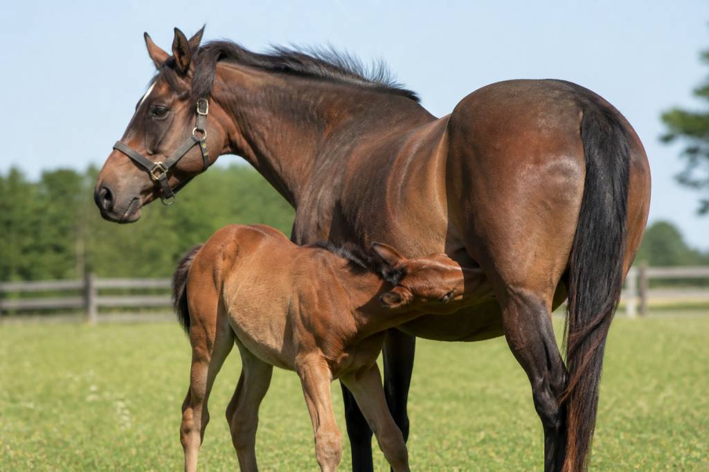 Cheval période de gestation : durée, étapes et conseils pour suivre la jument gestante