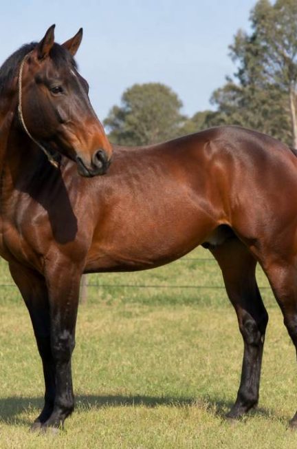 Cheval argentin : origines, caractéristiques et aptitudes en équitation