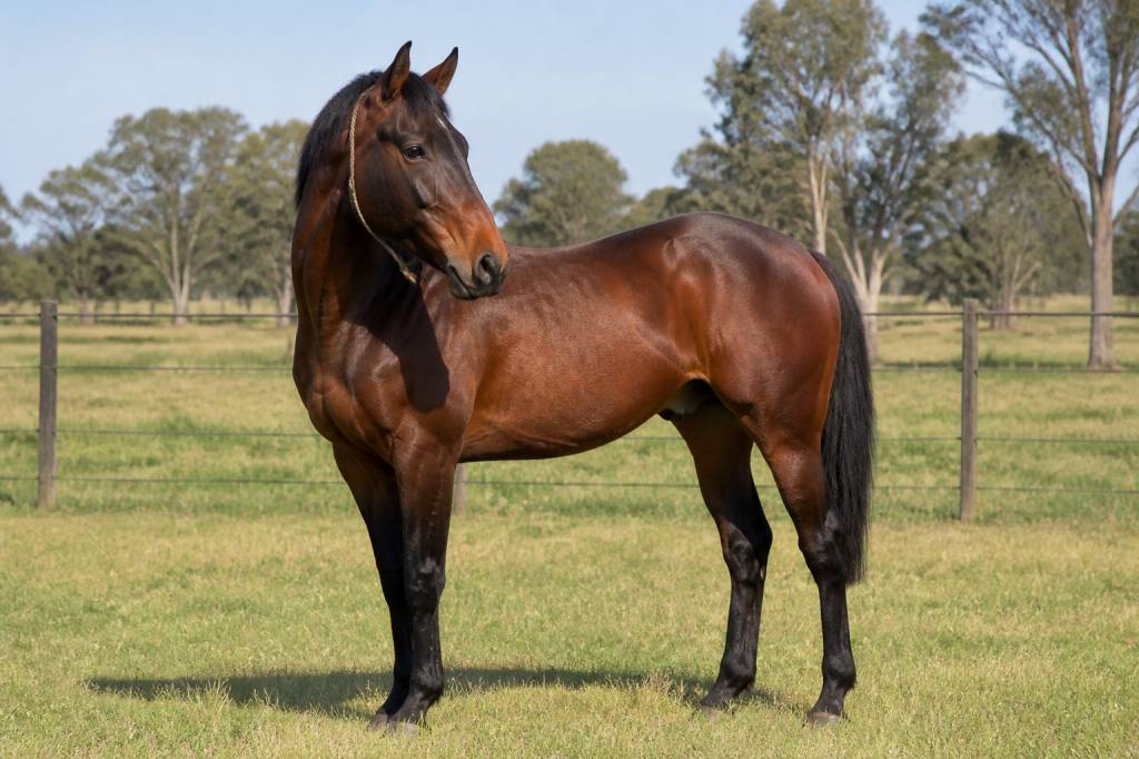 Cheval argentin : origines, caractéristiques et aptitudes en équitation