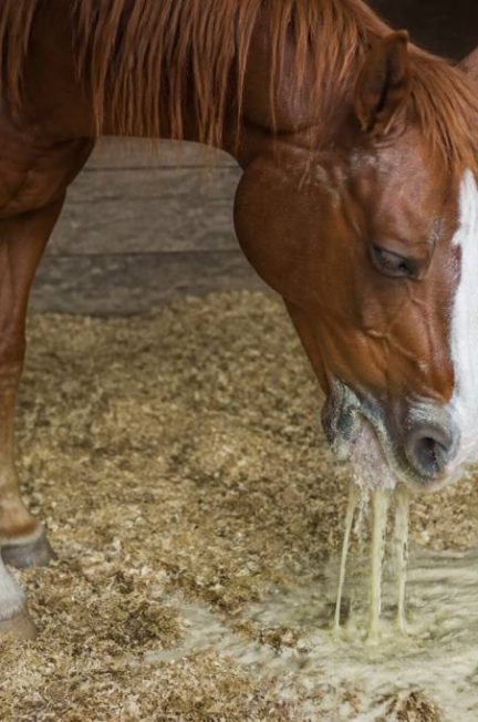 Cheval qui vomit : causes, symptômes et que faire