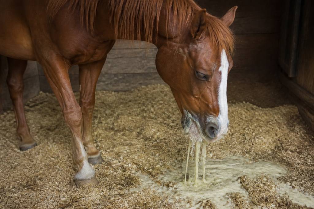 Cheval qui vomit : causes, symptômes et que faire