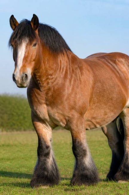 Chevaux belges : races, caractéristiques et conseils pour bien les choisir