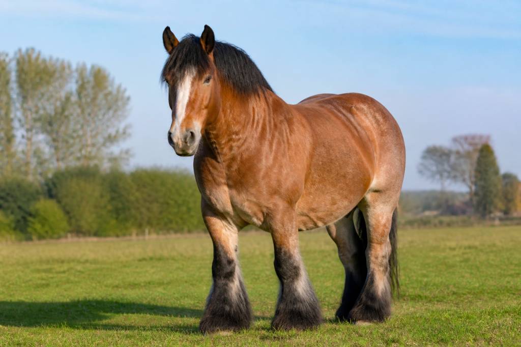 Chevaux belges : races, caractéristiques et conseils pour bien les choisir