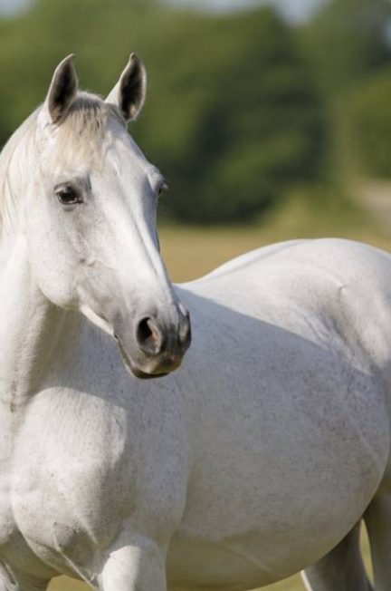 Cheval DSA : origines, caractéristiques et conseils pour bien le choisir