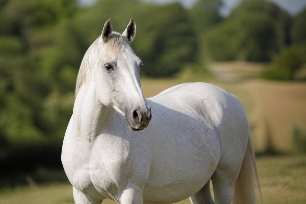 Cheval DSA : origines, caractéristiques et conseils pour bien le choisir