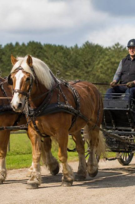Attelage de chevaux de trait : guide pratique pour débuter en toute sécurité